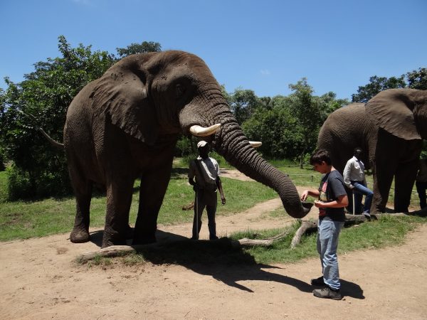 Alimentando o Elefante