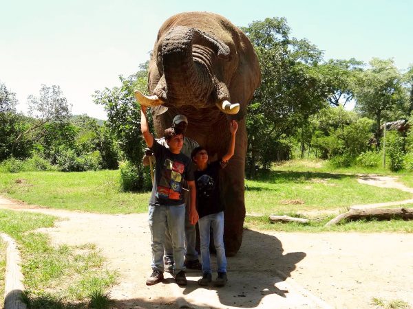 Interação com o Elefante