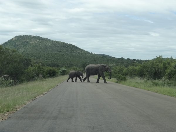 Kruger - Família de Elefantes passando em frente ao carro